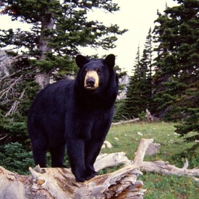 Black Bear Expedition Traitors Cove