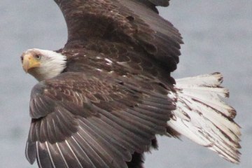 Ketchikan, Alaska Shore Tour by Boat | Alaska Hummer Adventures