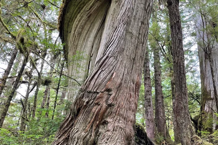 a tree in the middle of a forest