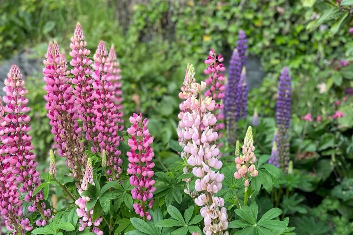 a close up of a flower garden