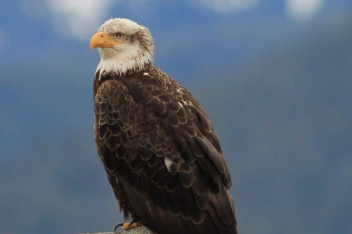 a bird sitting on a rock