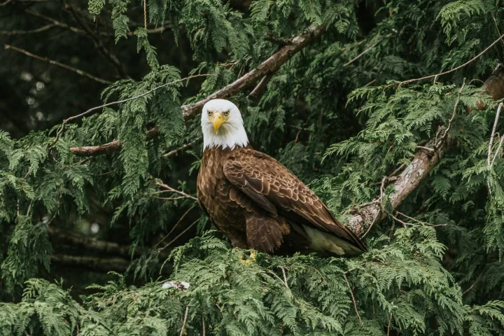 a bird that is standing in a forest