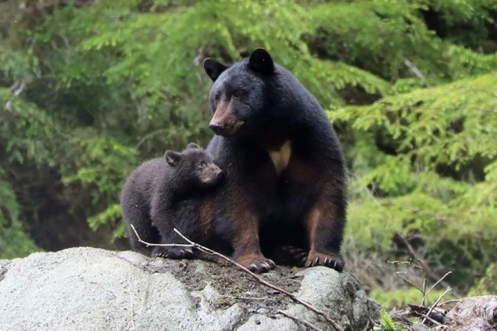 a brown bear sitting on a rock