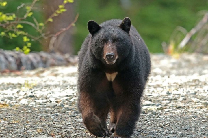 a brown bear walking across a dirt road