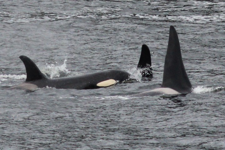 a dolphin swimming in a body of water