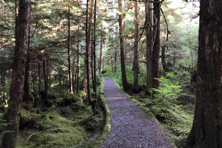 a tree in the middle of a forest path